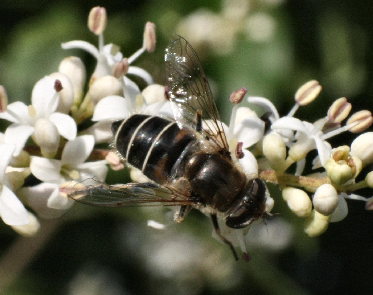 Eristalis ........  interrupta o arbustorum ?